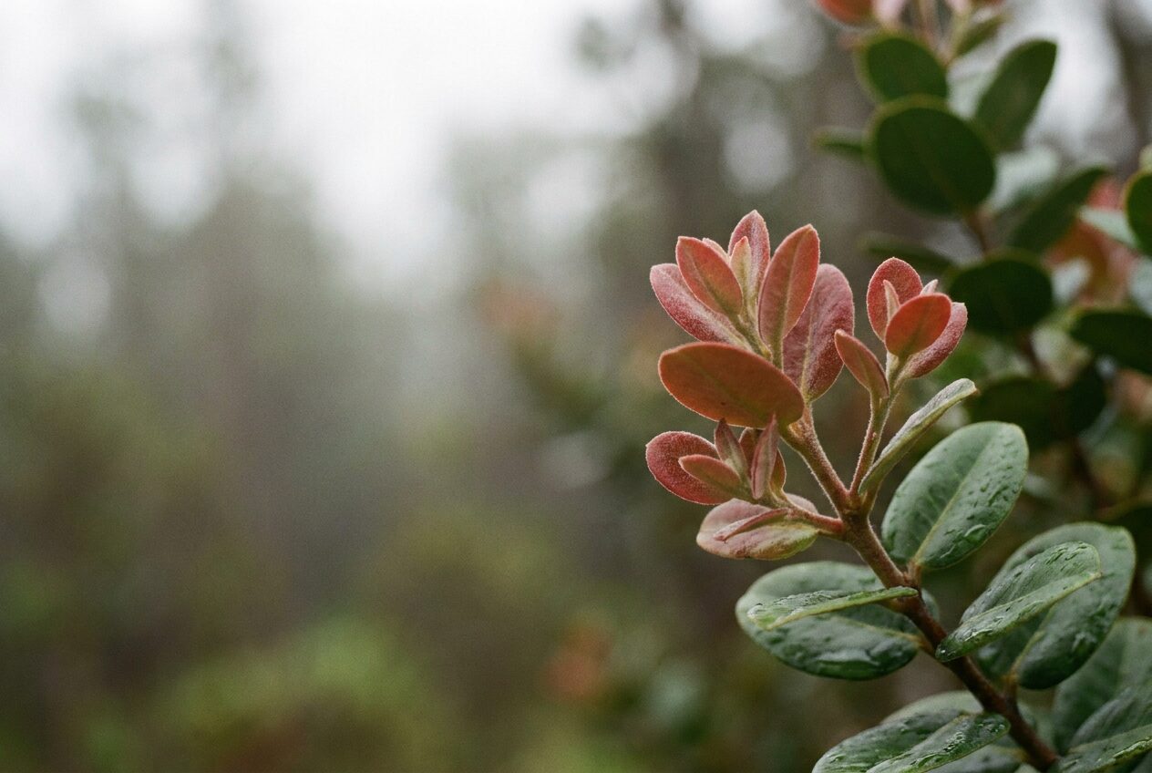 New reddish leaves unfolding at the tip of an ʻōhiʻa branch in a misty forest